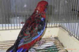 IN-4341　アカクサインコ　23年♀メス