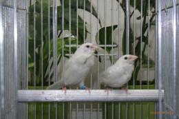 KOT-2890　和白千代田ジュウシマツ　♂