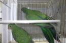 IN-4342　キンショウジョウインコ　今年生まれ