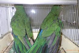 IN-4342　キンショウジョウインコ　今年生まれ