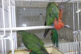 IN-4342　キンショウジョウインコ　今年生まれ