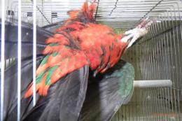 IN-4342　キンショウジョウインコ　今年生まれ