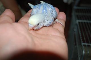 In 1092 セキセイインコの雛 キットウココ ペット部