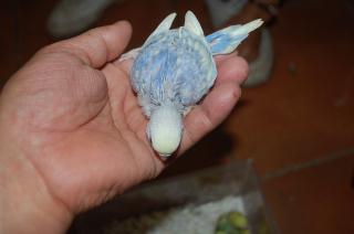 IN-1092 セキセイインコの雛 | キットウココ ペット部