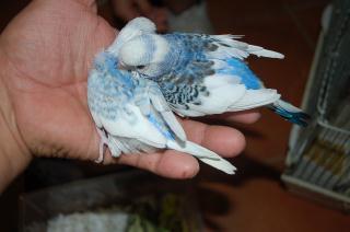 IN-1092 セキセイインコの雛 | キットウココ ペット部