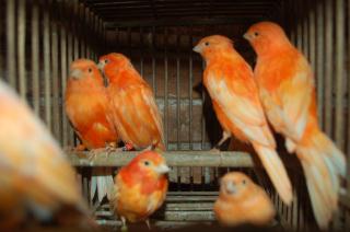 Kot 929 赤カナリヤ 雌1羽の価格 キットウココ ペット部 Kot 929 赤カナリヤ 雌1羽の価格 キットウココ ペット部