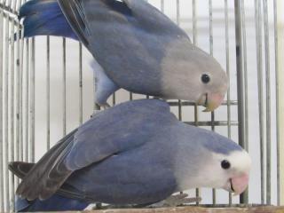 In 27 コザクラインコwfコバルトバイオレットの2羽 キットウココ ペット部