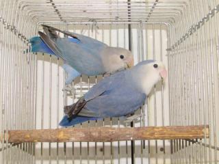 In 27 コザクラインコwfコバルトバイオレットの2羽 キットウココ ペット部