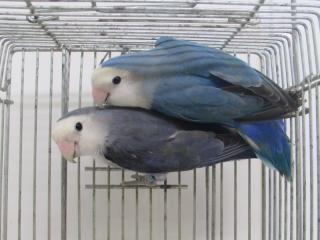 In 2790 コザクラインコwfバイオレットとブルーの雄雌で キットウココ ペット部