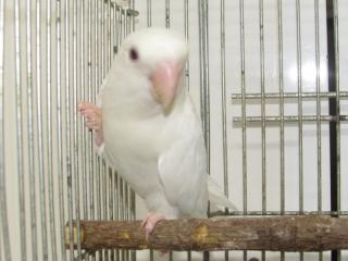 IN-2791 コザクラインコ・ピュアホワイトの雄 | キットウココ ペット部