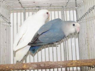 In 2792 コザクラインコ 若い雄雌で キットウココ ペット部