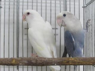 In 2793 高級コザクラインコ 雄雌で キットウココ ペット部