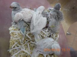 IN-4534　綺麗なセキセイインコの雛　
