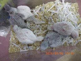 IN-4534　綺麗なセキセイインコの雛　