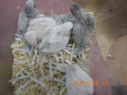 IN-4534　綺麗なセキセイインコの雛　