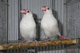 KOT-2659 オパール文鳥 親羽に成りました | キットウココ ペット部