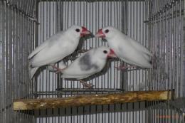 KOT-2661 弥冨産 白文鳥(パイド)ブチ有 雄 | キットウココ ペット部