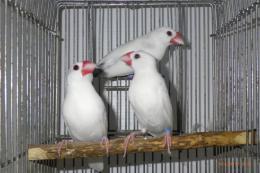 KOT-2661 弥冨産 白文鳥(パイド)ブチ有 雄 | キットウココ ペット部