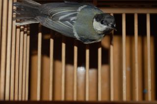 KOT-529　 ヨーロッパシジュウカラの若鳥　その6 