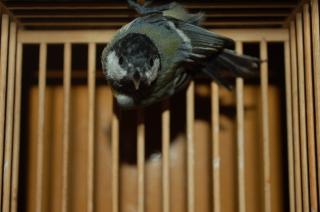 Kot 530 ヨーロッパシジュウカラの若鳥 その7 キットウココ ペット部 Kot 530 ヨーロッパシジュウカラの若鳥 その7 キットウココ ペット部