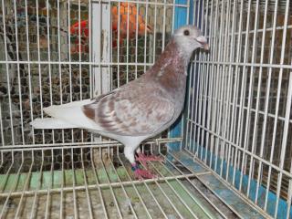 HT-529 栗羽のハト | キットウココ ペット部