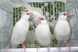 KOT-2892　文鳥のオパール　残り雌2羽