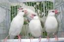 KOT-2892　文鳥のオパール　残り雌2羽