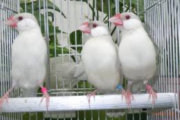 KOT-2892　文鳥のオパール　残り雌2羽