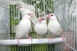 KOT-2892　文鳥のオパール　残り雌2羽