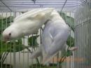 IN-4535 綺麗なコザクラインコ　雄雌で