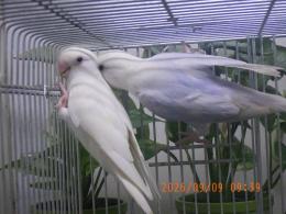 IN-4535 綺麗なコザクラインコ　雄雌で
