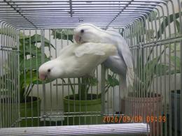 IN-4535 綺麗なコザクラインコ　雄雌で