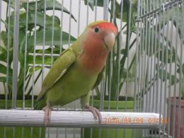 IN-4536 綺麗なコザクラインコ　平凡ですが姉妹にピンク色の同腹メス