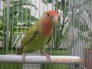 IN-4536 綺麗なコザクラインコ　平凡ですが姉妹にピンク色の同腹メス