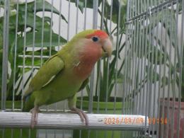 IN-4536 綺麗なコザクラインコ　平凡ですが姉妹にピンク色の同腹メス