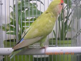 IN-4536 綺麗なコザクラインコ　平凡ですが姉妹にピンク色の同腹メス