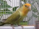 IN-4539　綺麗なコザクラインコ　