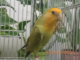IN-4539　綺麗なコザクラインコ　