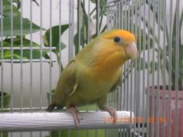 IN-4539　綺麗なコザクラインコ　