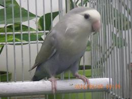 IN-4537　コザクラインコ・ホワイトヘッドのコバルト　オス