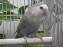 IN-4537　コザクラインコ・ホワイトヘッドのコバルト　オス