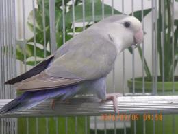 IN-4537　コザクラインコ・ホワイトヘッドのコバルト　オス