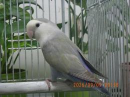 IN-4537　コザクラインコ・ホワイトヘッドのコバルト　オス