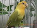 IN-4538　コザクラインコ・オレンジライトグリーンオパーリン　メス