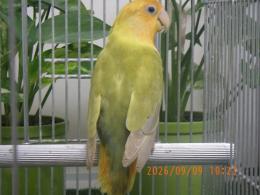 IN-4538　コザクラインコ・オレンジライトグリーンオパーリン　メス
