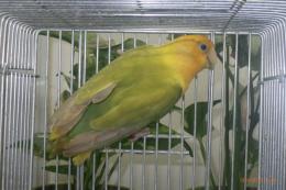 IN-4538　コザクラインコ・オレンジライトグリーンオパーリン　メス