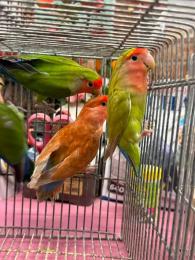 IN-4536 綺麗なコザクラインコ　平凡ですが姉妹にピンク色の同腹メス