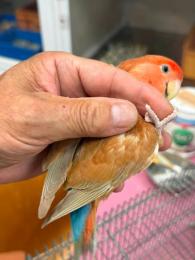 IN-4536 綺麗なコザクラインコ　平凡ですが姉妹にピンク色の同腹メス