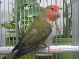 IN-4540　コザクラインコ若　ダークグリーンのメス