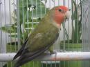 IN-4540　コザクラインコ若　ダークグリーンのメス